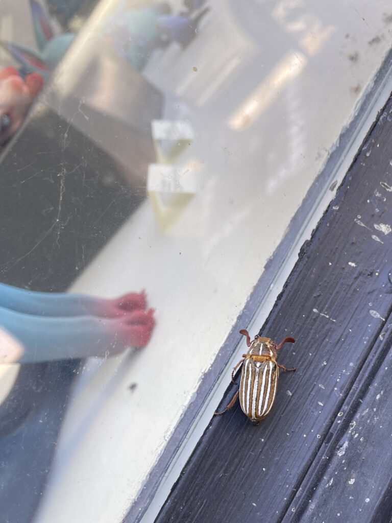 The Ten-Lined June Beetle Kelly discovered outside of the galleries. Image courtesy of Juliet Schreckinger.