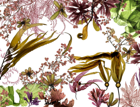 Josie Iselin describes “Ocean’s Edge I” as a composite of scans of wet specimens made from 2016-2019, then compiled into a large-scale mural at the beginning of the COVID-19 lockdown. “I wanted to convey the visual and morphological richness of the intertidal zone,” she writes on her website, “the remarkably biodiverse world of the seaweeds that is just there at the ocean’s edge if we take care to look closely and notice what for so long was overlooked or disregarded.”